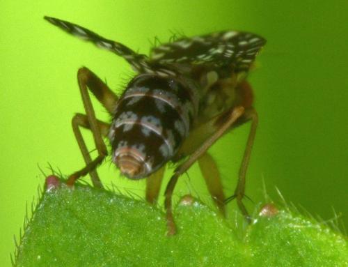Réf. 223 643 : Trypetoptera punctulata